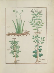 Ms Fr. Fv VI＃1 fol.132r上の行：XyrisとSpearwort。下の列：エルダーベリーとヘデラのコモン、単純な薬の本のイラスト、Mattheaus Platearius（dc1161）c.1470